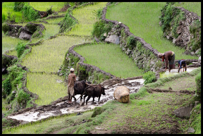 Planting rice 3