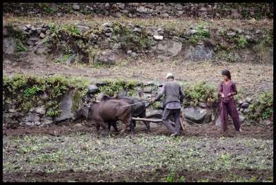 Plowing and planting in Piplan 2