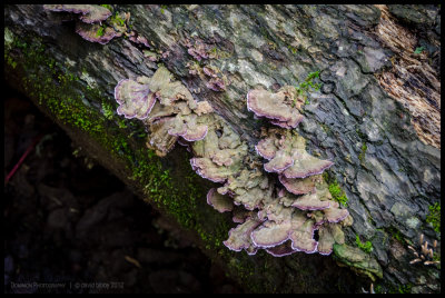 Fungi in the forest