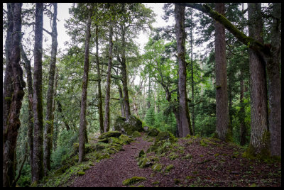 The trail through forest along the Rodikot Khola