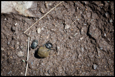 Our first ever dung beetle sighting!