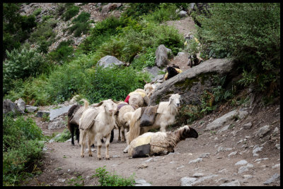 Goat and sheep convoy