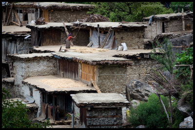 Threshing in Naula 2