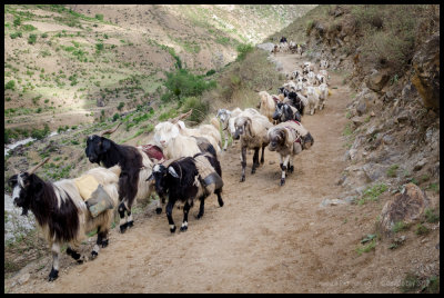 Goat and sheep baggage train on the trail to Gadapari