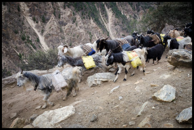 More traffic on the trail to Yari