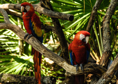 Brevard County Zoo