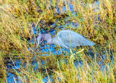 Merritt Island Wildlife Refuge 12-13-14