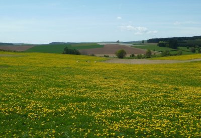 Woaw ! Avant Bastogne, les pissenlits sont en fleurs, les prairies ressemblent à des champs de colza !