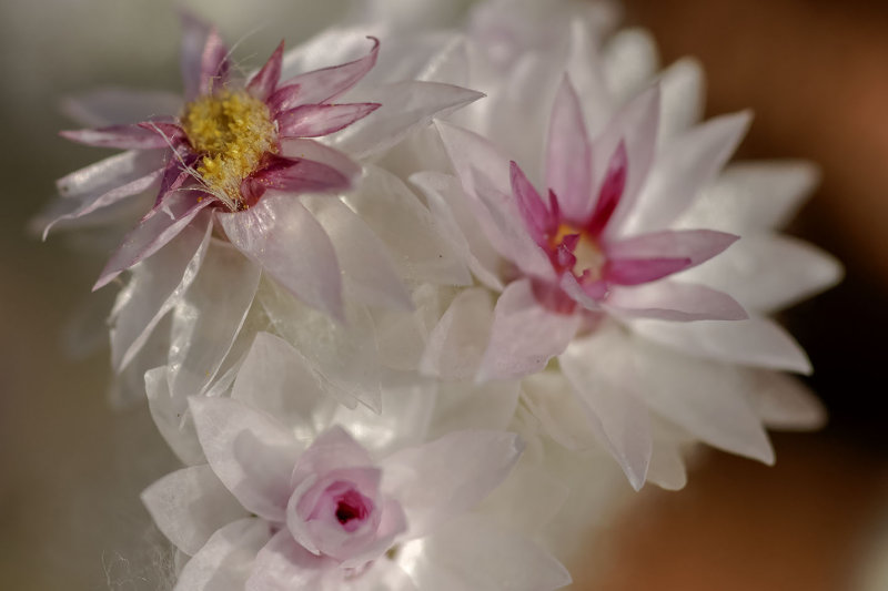 Desert Flower