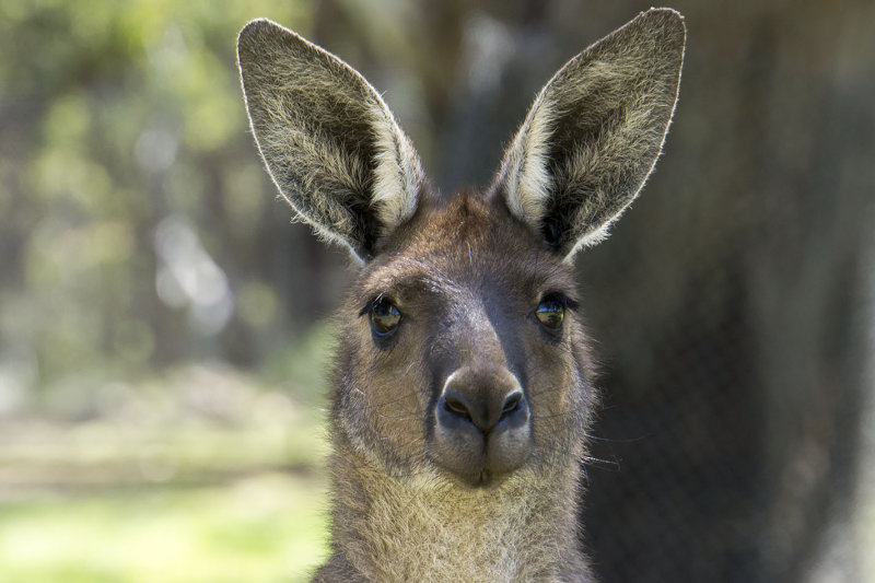 Cleland Wildlife Park