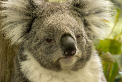 Cleland Wildlife Park