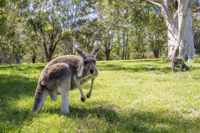 Cleland Wildlife Park