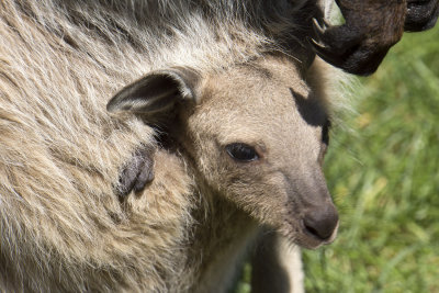 Cleland Wildlife Park