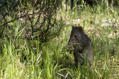 Cleland Wildlife Park