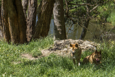 Cleland Wildlife Park