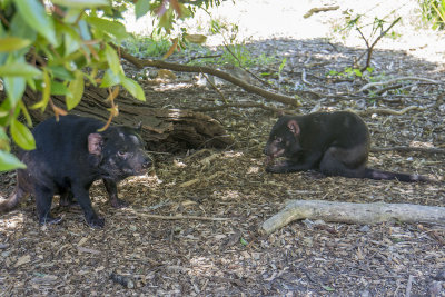 Cleland Wildlife Park