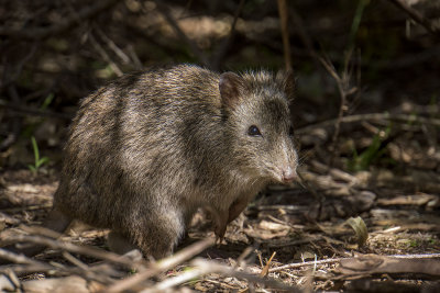 Cleland Wildlife Park