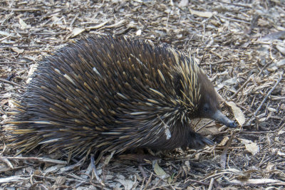 Cleland Wildlife Park