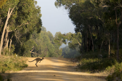 Wilkin Flora and Fauna Reserve - South Australia