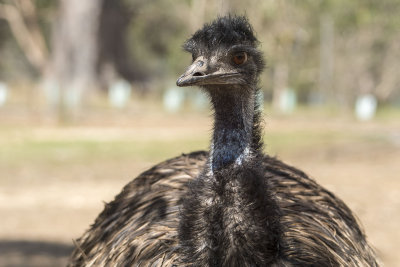 Emu