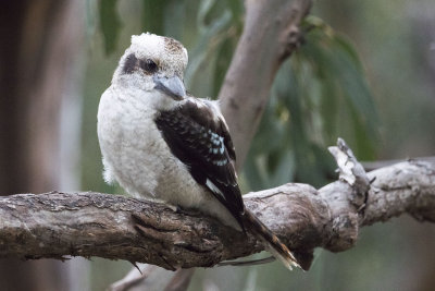 Kookaburra