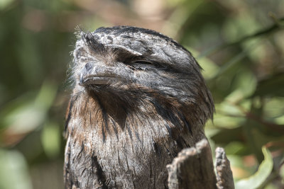 Tawny Frogmouth