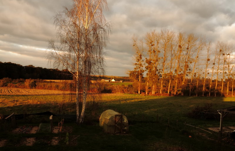 Evening sun