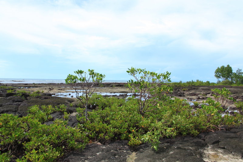 Mangroves