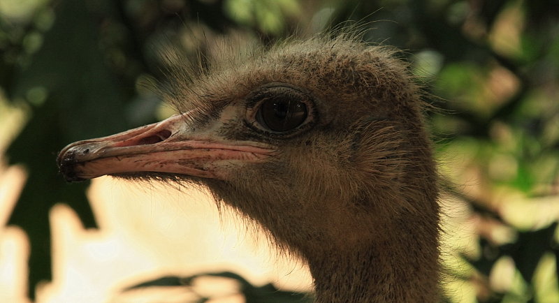 Emu