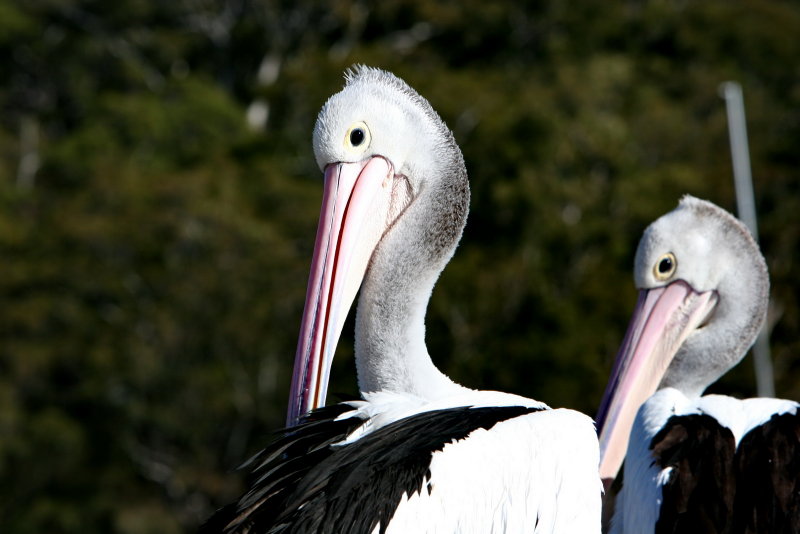 Nelson Bay pelicans