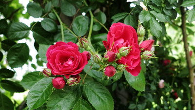 French garden