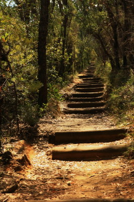 A walk in the Blue Mountains