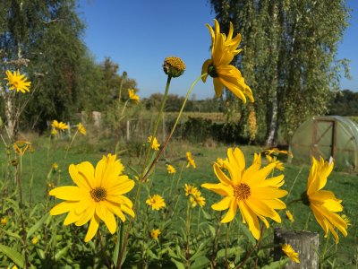 Summer flowers
