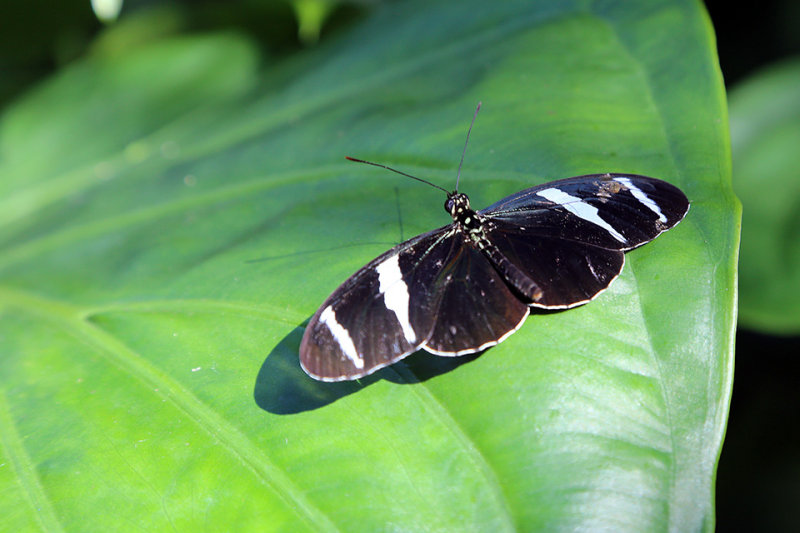 Cockrell Butterfly Museum0482fixweb.jpg