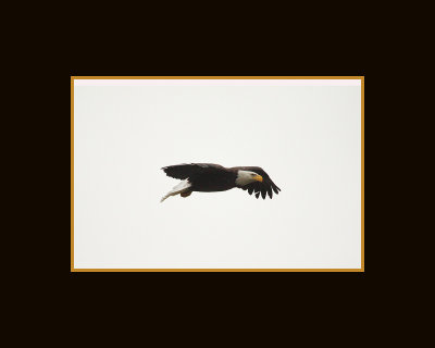 Eagle 16x20web.jpg