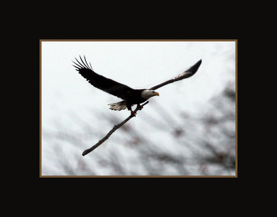 Eagle11x14web.jpg