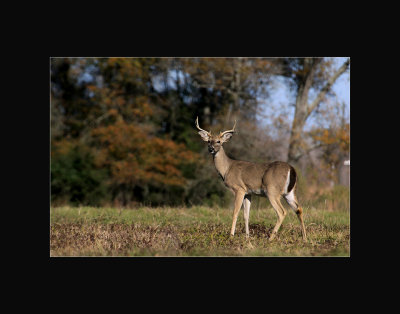 ArmandDeer11x14web.jpg