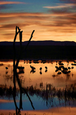 Bosque del Apache 5823oilweb.jpg