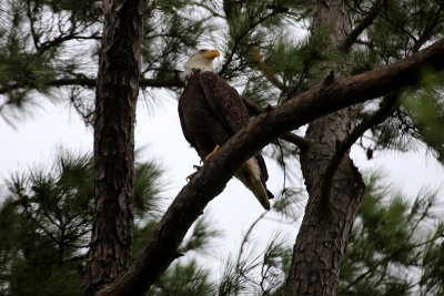 EagleWeb20140511_0024.jpg