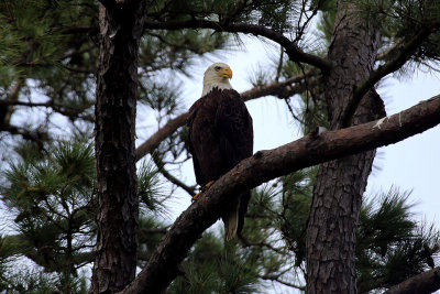 eagles_in_south_texas_2014