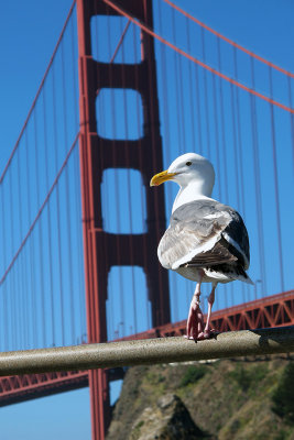 Seagull Golden Gate 2242fixweb.jpg