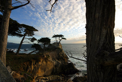 Monterrey Lone Cypress Tree 1418fixweb.jpg