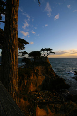 Monterrey Lone Cypress Tree 1477fix.jpg