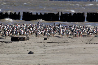 Skimmers at Texas City Dike 9525fixweb.jpg