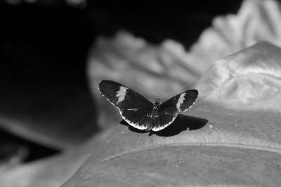 Cockrell Butterfly Museum0479fixbwweb.jpg