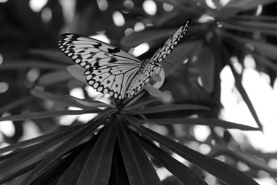 Cockrell Butterfly Museum0473fixbwweb.jpg