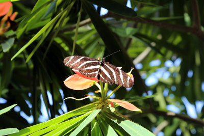 Cockrell Butterfly Museum0471fixweb.jpg