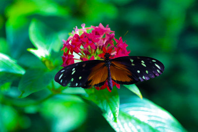 Cockrell Butterfly Museum