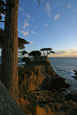 Lone Cypress Tree 1477fix2web.jpg