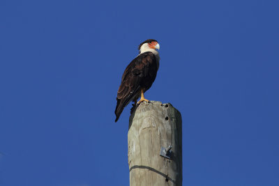 Caracara 